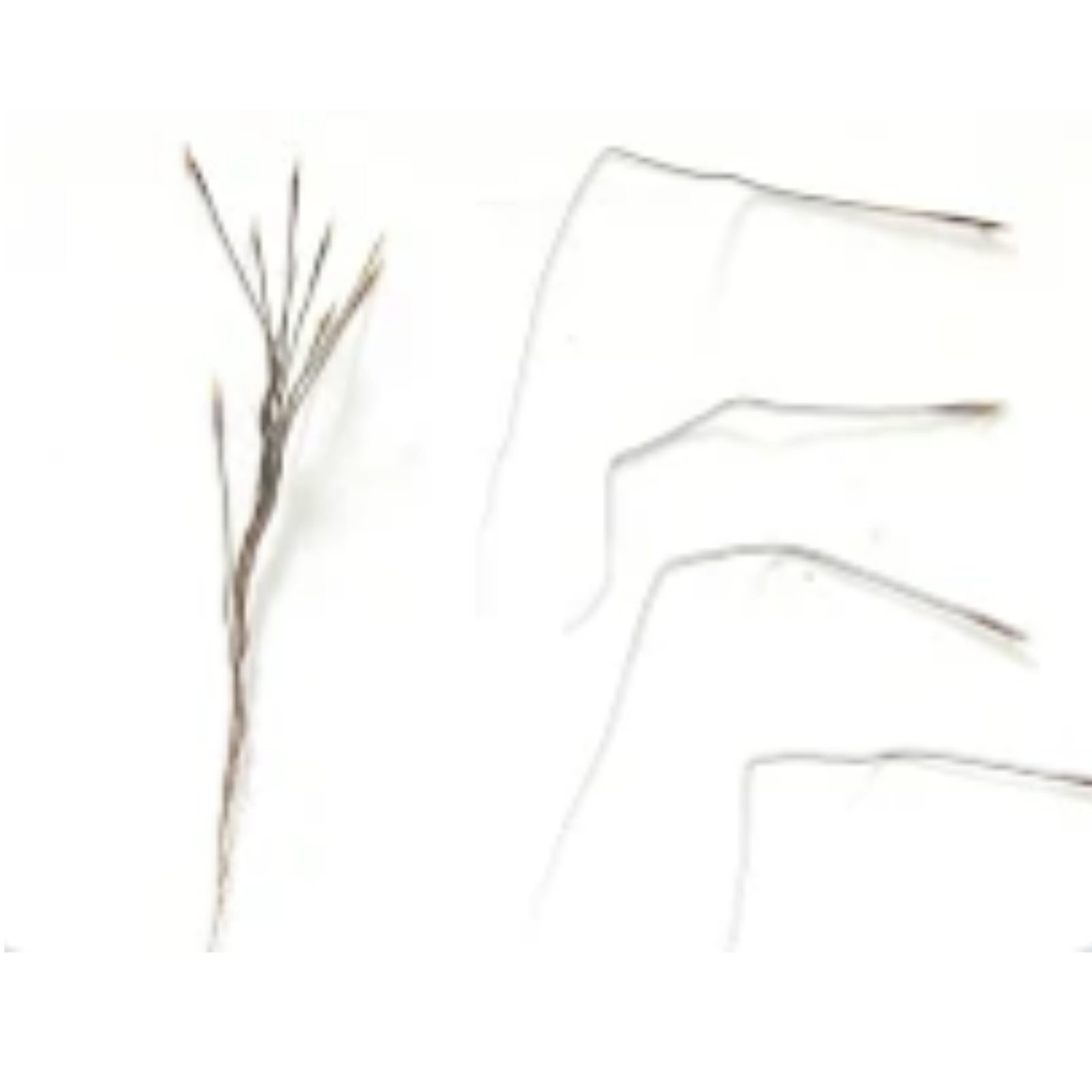 untitled design 2026 02 11t131449.166